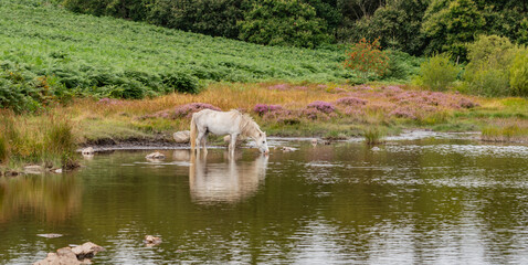 Conwy Mountain with the wild welsh ponies and heather out
