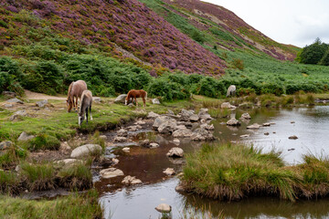 Conwy Mountain with the wild welsh ponies and heather out