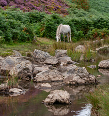 Conwy Mountain with the wild welsh ponies and heather out