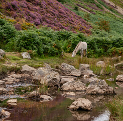 Conwy Mountain with the wild welsh ponies and heather out
