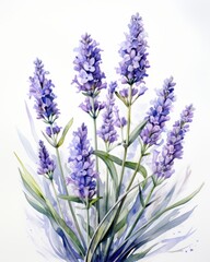 Fototapeta premium Watercolor Painting of Lavender Flowers on White Background.