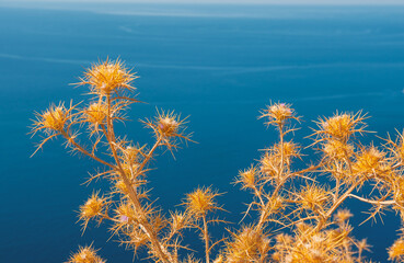 Blue ocean contrasts with golden dry thistles in this serene coastal landscape