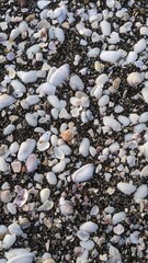 Shells and pebbles on the beach