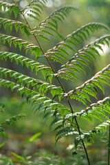 Fern leaves in the green forest with blurred background. 