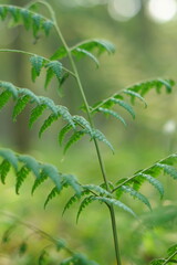 Fern leaves in the green forest with blurred background. 