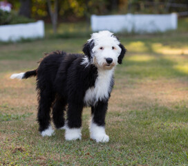 White and black sheepadoodle puppy with a concerned look