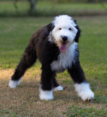 Sheepadoodle puppy ready to play
