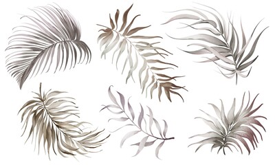 Watercolor set dry palm leaves isolated on white background. Tropical botanical plant. Hand-drawn Illustration foliage isolated for cards, invitations, weddings and other. Elements beige palm leave.