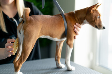 in grooming salon a master in a black uniform on a green plant background combs a short-haired...
