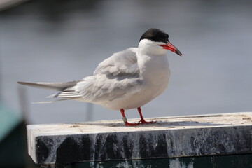 terns