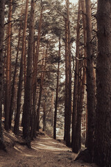 Naklejka premium Bosque