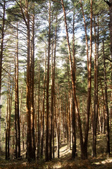 Fototapeta premium Bosque