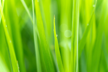 green grass with water drops