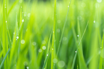 green grass with dew