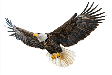 Obraz premium Bald eagle in mid-flight against a clean white background