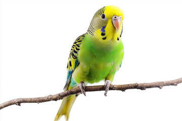 Fototapeta premium Parakeet perched on branch isolated on white background