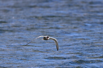 seabird
