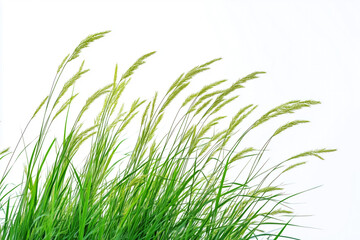White background featuring wild grass