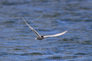seabird