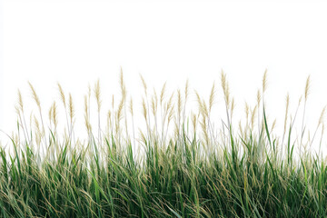 Fototapeta premium Wild grass against a white background