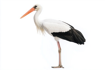 Fototapeta premium Stork standing tall isolated on white background