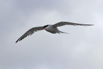 seabird