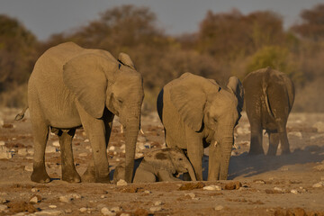 Fototapeta premium African elephant (Loxodonta africana) have a dust bath after drinking at a nearby waterhole in Etosha National Park in Namibia