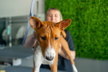 close up in grooming salon a master in a black uniform on a green plant background combs a...