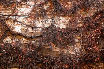 the walls of the house are completely covered with branches of climbing ivy with withered orange leaves