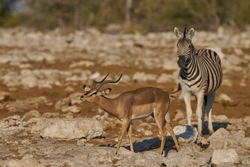 Male Black-faced Impala (Aepyceros melampus petersi) displaying during the annual rut at a...