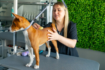 in grooming salon a master in a black uniform on a green plant background combs a short-haired...