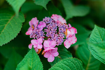 nice hydrangea in the garden