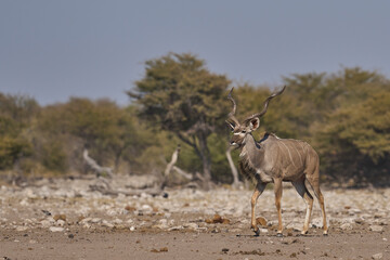 Greater Kudu (Tragelaphus strepsiceros) at a waterhole in Etosha National Park, Namibia