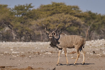 Greater Kudu (Tragelaphus strepsiceros) at a waterhole in Etosha National Park, Namibia