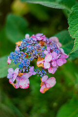 nice hydrangea in the garden