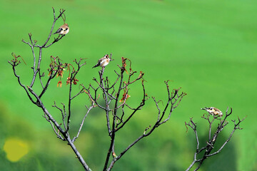 Drei Stieglitze auf den Ästen eines Strauches vor grünem Hintergrund (Totale)