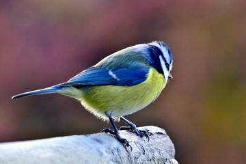 Eine Blaumeise in Großaufnahme