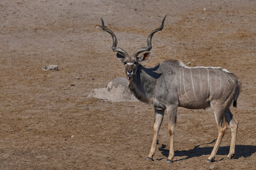 Greater Kudu (Tragelaphus strepsiceros) at a waterhole in Etosha National Park, Namibia
