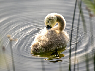 Baby swan at Groß Glienicker See near Potsdam. A baby swan is preening itself.