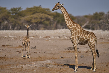 Adult Giraffe (Giraffa camelopardalis) and young at a waterhole in Etosha National Park, Namibia