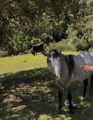 Fototapeta premium a horse and a cow on a field