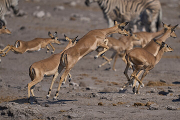 Black-faced Impala (Aepyceros melampus petersi) leaping after getting spooked at a waterhole in Etosha National Park, Namibia 