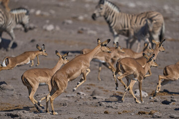 Black-faced Impala (Aepyceros melampus petersi) leaping after getting spooked at a waterhole in Etosha National Park, Namibia 