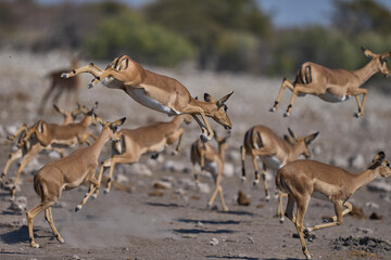 Black-faced Impala (Aepyceros melampus petersi) leaping after getting spooked at a waterhole in Etosha National Park, Namibia 