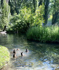 Fototapeta premium Park in Italy with pond, ducks and weeping willows