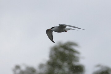 seabird