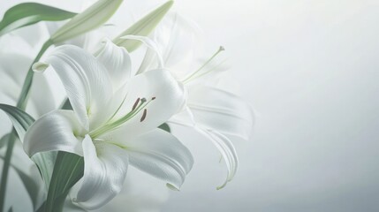 White Lilies Close Up