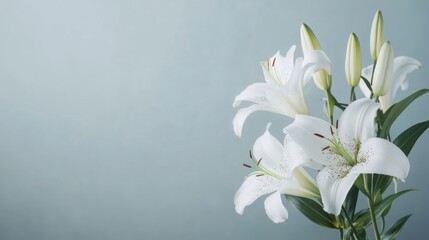 Elegant White Lilies