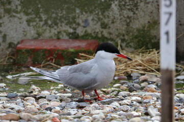 tern