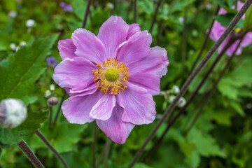 Closeup flower of easy-to-grow perennials Japanese anemones, botanical name: Anemone hupehensis,...